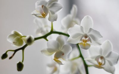 How to Take Care of an Orchid