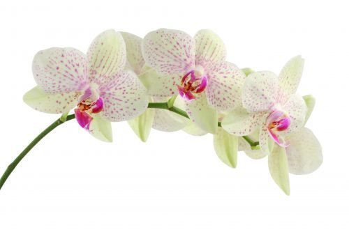 Orchid Flower - Superyacht Stewardess